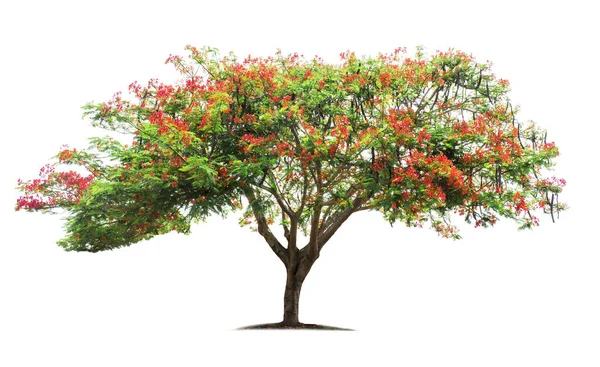 Tree Isolated White Background Flame Tree Royal Poinciana Tree Clipping — Stock Photo, Image