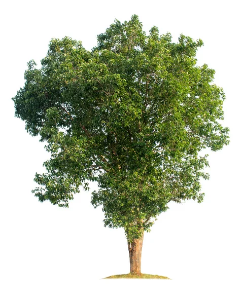 Träd Isolerad Vit Bakgrund Med Klippvägar För Trädgårdsdesign Tropiska Arter — Stockfoto