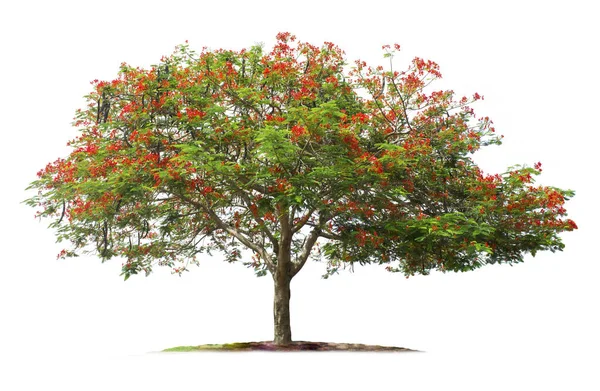 Árbol Aislado Sobre Fondo Blanco Árbol Llama Árbol Royal Poinciana — Foto de Stock