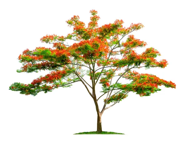 바탕에 자라는 Flame Tree Royal Poinciana Tree Clipping Path Garden — 스톡 사진