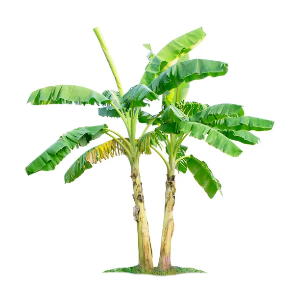 Банановое Дерево Изолировано Белом Фоне Вырезанием Дорожек Садового Дизайна Тропические — стоковое фото
