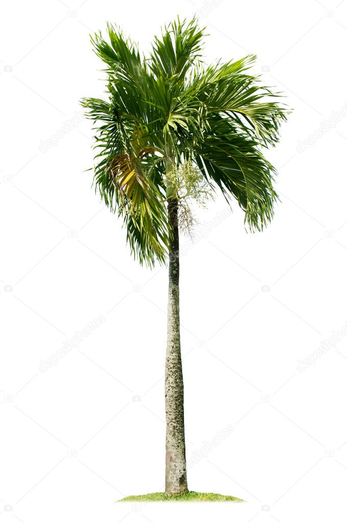 Palm tree isolated on white background with clipping paths for garden design.Tropical trees popularly used to decorate the garden outside the building.