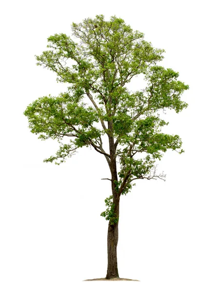 Árbol Grande Aislado Sobre Fondo Blanco Con Caminos Recorte Para — Foto de Stock