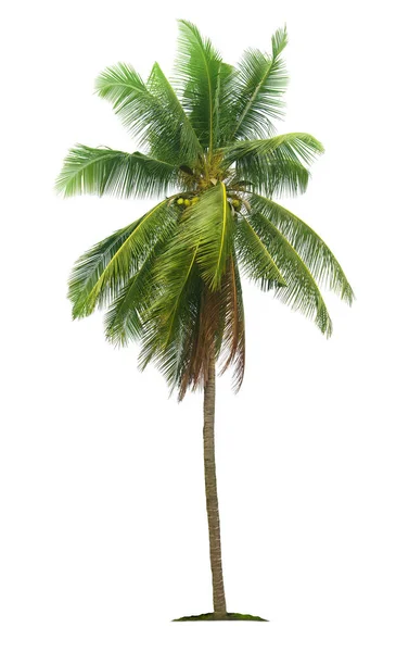 Kookos Palmu Eristetty Valkoisella Pohjalla Leikkausreittejä Puutarhan Suunnittelu — kuvapankkivalokuva