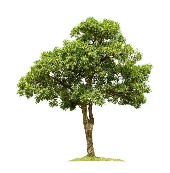 Grande Albero Isolato Sfondo Bianco Con Percorsi Ritaglio Disegno Del — Foto Stock