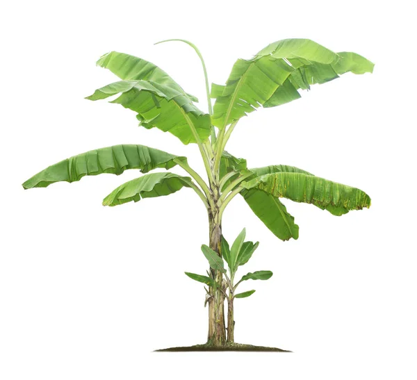 Drzewo Bananowe Odizolowane Białym Tle Wycinanymi Ścieżkami Projektowania Ogrodów Tropikalne — Zdjęcie stockowe