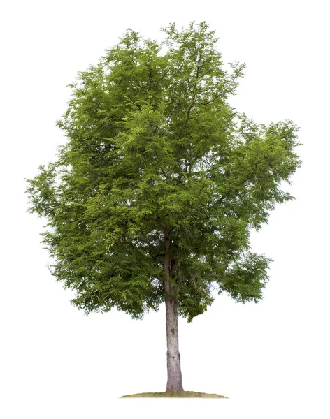 Großer Baum Isoliert Auf Weißem Hintergrund Tamarinde Oder Indisches Date — Stockfoto