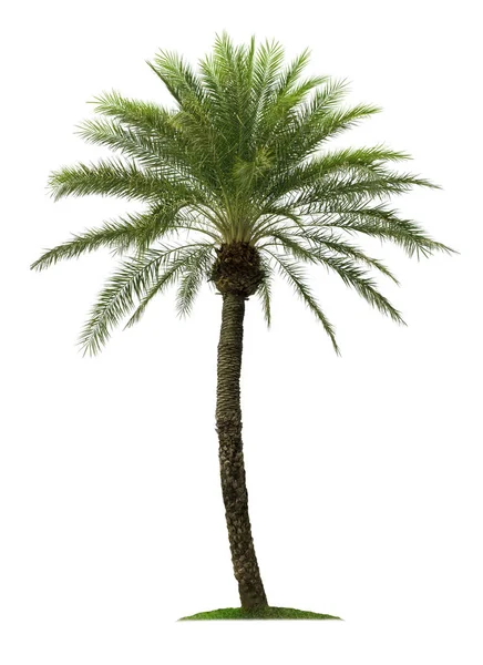 Palmboom Geïsoleerd Witte Achtergrond Met Knippaden Voor Tuinontwerp Tropische Bomen — Stockfoto