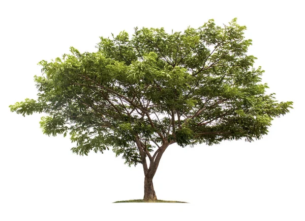 Μεγάλο Δέντρο Απομονωμένο Λευκό Φόντο Μονοπάτια Για Σχεδιασμό Κήπου Τροπικά — Φωτογραφία Αρχείου