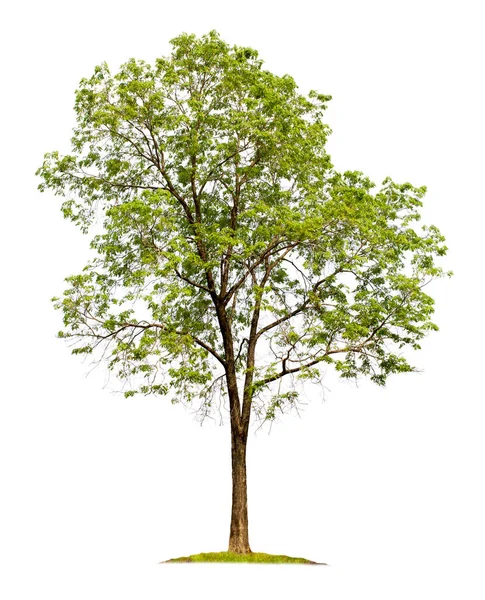 Bahçe tasarımları için kesme yolları olan beyaz arka planda izole edilmiş büyük ağaç. Asya 'da tropik türler bulundu..