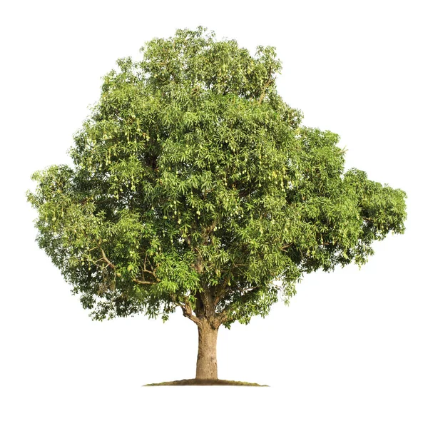 Μεγάλο Δέντρο Απομονωμένο Λευκό Φόντο Mango Δέντρο Μονοπάτια Για Σχεδιασμό — Φωτογραφία Αρχείου