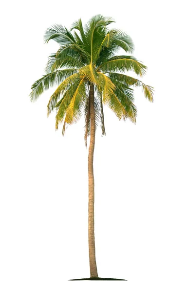 Palma Kokosowa Izolowana Białym Tle Ścieżkami Wycinania Projektowania Ogrodów Drzewa — Zdjęcie stockowe