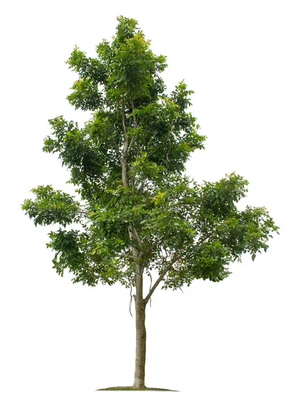 Baum Isoliert Auf Weißem Hintergrund Mit Schnittpfaden Für Gartengestaltung Tropische — Stockfoto