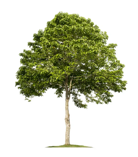 Träd Isolerad Vit Bakgrund Med Klippvägar För Trädgårdsdesign Tropiska Arter — Stockfoto