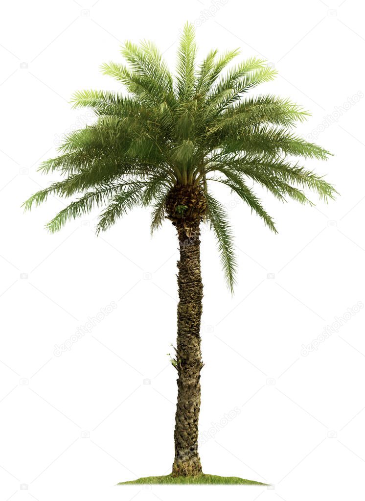 Palm tree isolated on white background with clipping paths for garden design.Tropical trees popularly used to decorate the garden outside the building.