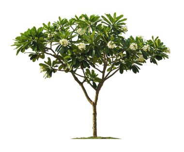 Plumeria ağacı bahçe tasarımı için kırpma yolları olan beyaz arkaplanda izole edilmiş. Binanın dışındaki bahçeyi genellikle tropikal ağaçlar dekore eder..