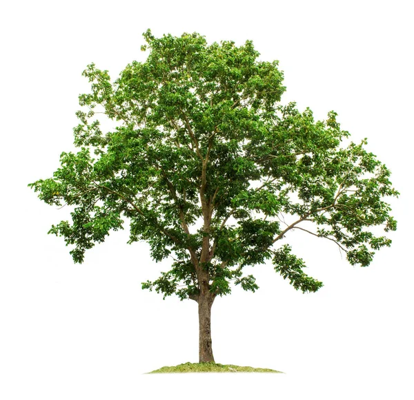 Bahçe tasarımları için kesme yolları olan beyaz arka planda izole edilmiş büyük ağaç. Asya 'da tropik türler bulundu..