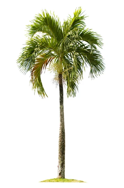 Palm Träd Isolerad Vit Bakgrund Med Klippning Vägar För Trädgårdsdesign — Stockfoto
