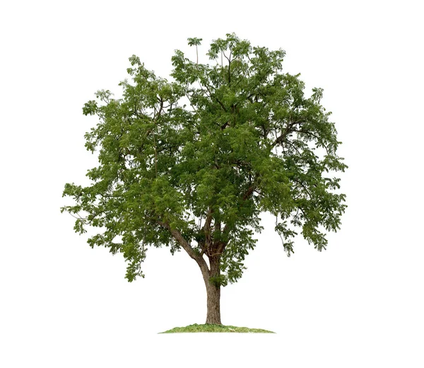 Baum Isoliert Auf Weißem Hintergrund Mit Schnittpfaden Für Gartengestaltung Tropische — Stockfoto