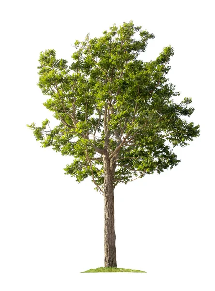 Δέντρο Απομονωμένο Λευκό Φόντο Μονοπάτια Για Σχεδιασμό Κήπου Τροπικά Είδη — Φωτογραφία Αρχείου