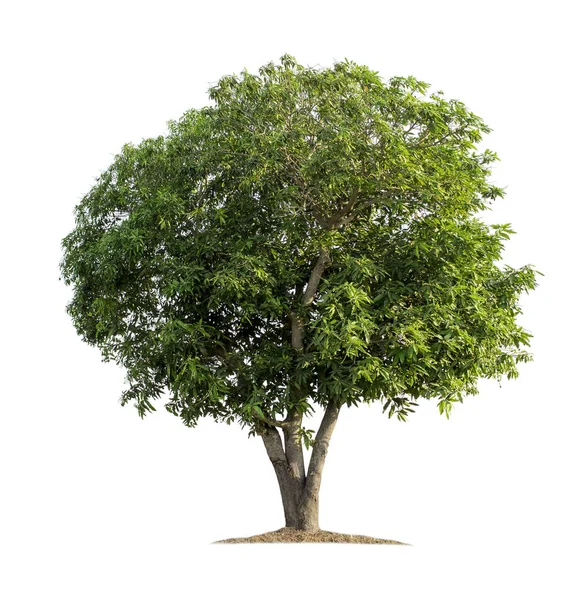 Albero Isolato Sfondo Bianco Albero Mango Con Percorsi Ritaglio Disegno — Foto Stock