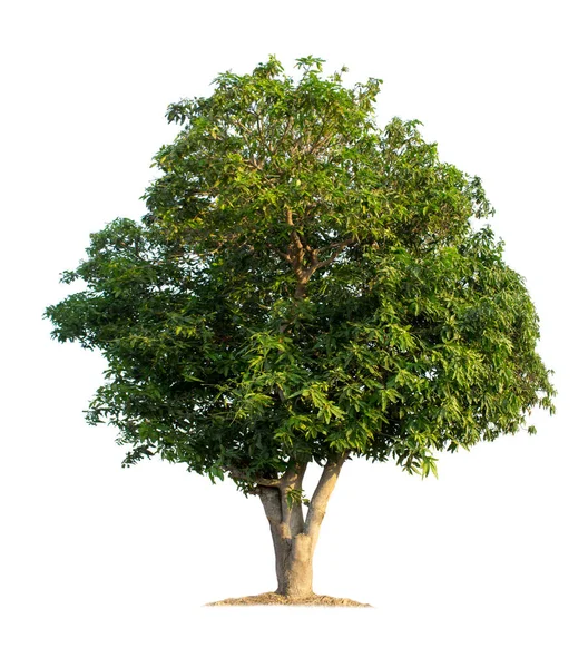 Drzewo Odizolowane Białym Tle Drzewo Mango Ścieżkami Wycinania Projektowania Ogrodu — Zdjęcie stockowe