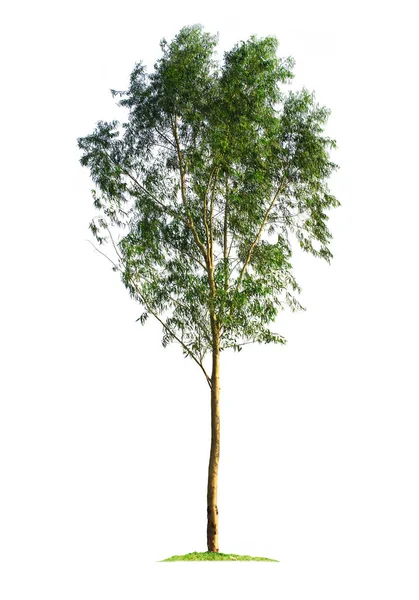 庭のデザインのためのクリッピングパスと白の背景に隔離されたユーカリの木 コアラの主食であるオーストラリア大陸で発見された大きな木 — ストック写真