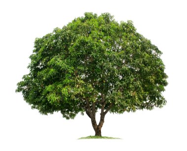 Beyaz arka planda izole edilmiş ağaç. Bahçe tasarımı için kırpma yolları olan mango ağacı. Asya 'da tropikal türler bulundu.