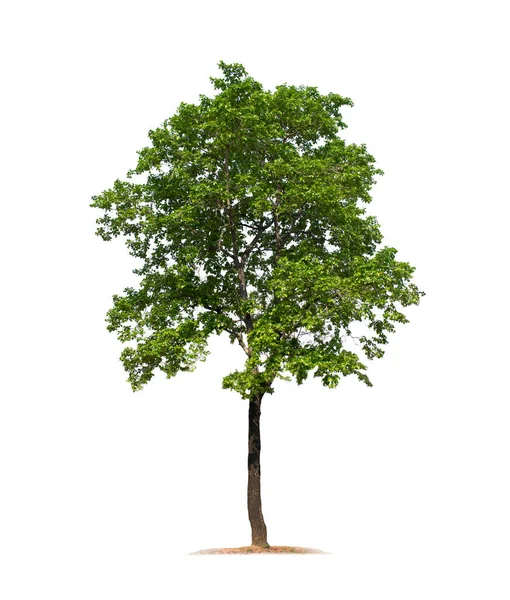 Träd Isolerad Vit Bakgrund Med Klippvägar För Trädgårdsdesign Ebony Tree — Stockfoto