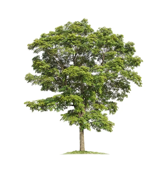 Baum Isoliert Auf Weißem Hintergrund Mit Schneidewegen Für Gartengestaltung Burma — Stockfoto