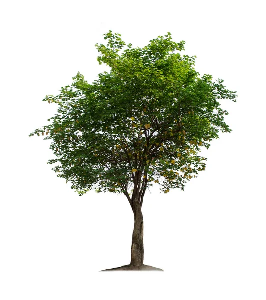 Δέντρο Απομονωμένο Λευκό Φόντο Μονοπάτια Κοπής Για Σχεδιασμό Του Κήπου — Φωτογραφία Αρχείου