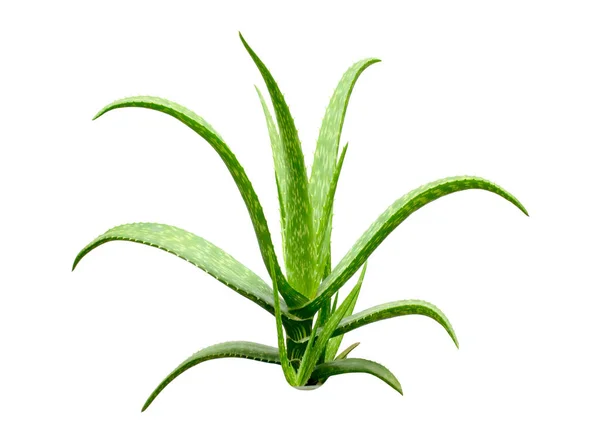 Pianta Aloe Vera Isolata Fondo Bianco Con Percorsi Ritaglio Progettazione — Foto Stock