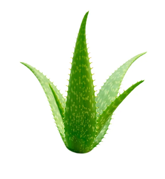 Aloe Vera bitkisi beyaz arka planda izole edilmiş ve grafik tasarımı için kırpma yolları var. Yanıklar ve kaynar su için iyileştirici özellikleri olan tropik bitkiler. Kozmetik sektöründe kullanılan bitkiler.