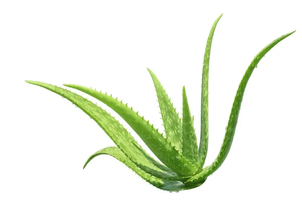 Pianta Aloe Vera Isolata Fondo Bianco Con Percorsi Ritaglio Progettazione — Foto Stock
