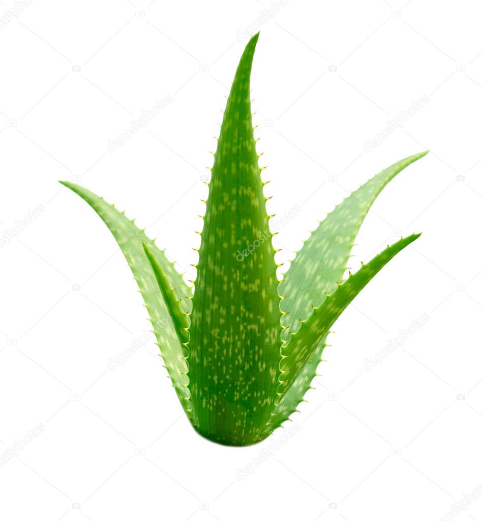 Aloe Vera plant isolated on white background with clipping paths for graphic design. Tropical plants that have healing properties for burns or scalds. Herbs used in the cosmetics business