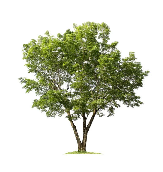 Baum Isoliert Auf Weißem Hintergrund Mit Schneidewegen Für Gartengestaltung Burma — Stockfoto