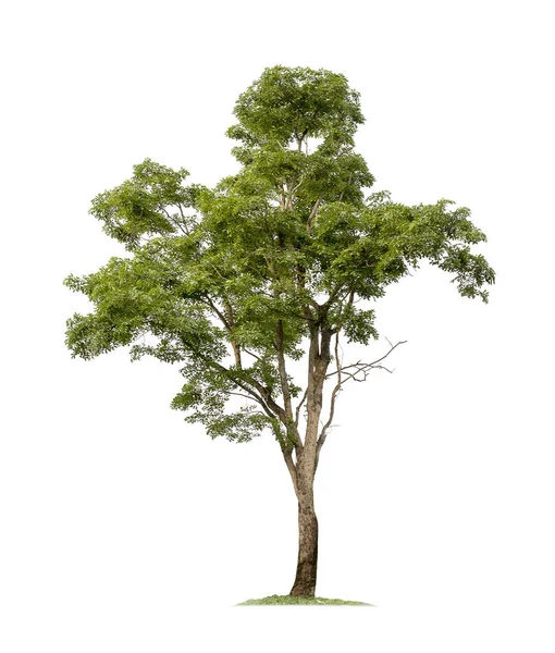 Baum Isoliert Auf Weißem Hintergrund Mit Schneidewegen Für Gartengestaltung Burma — Stockfoto