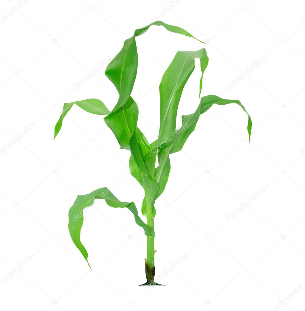 Corn plant isolated on a white background with clipping paths for garden design. A popular grain crop that is used for cooking or processing as animal food.