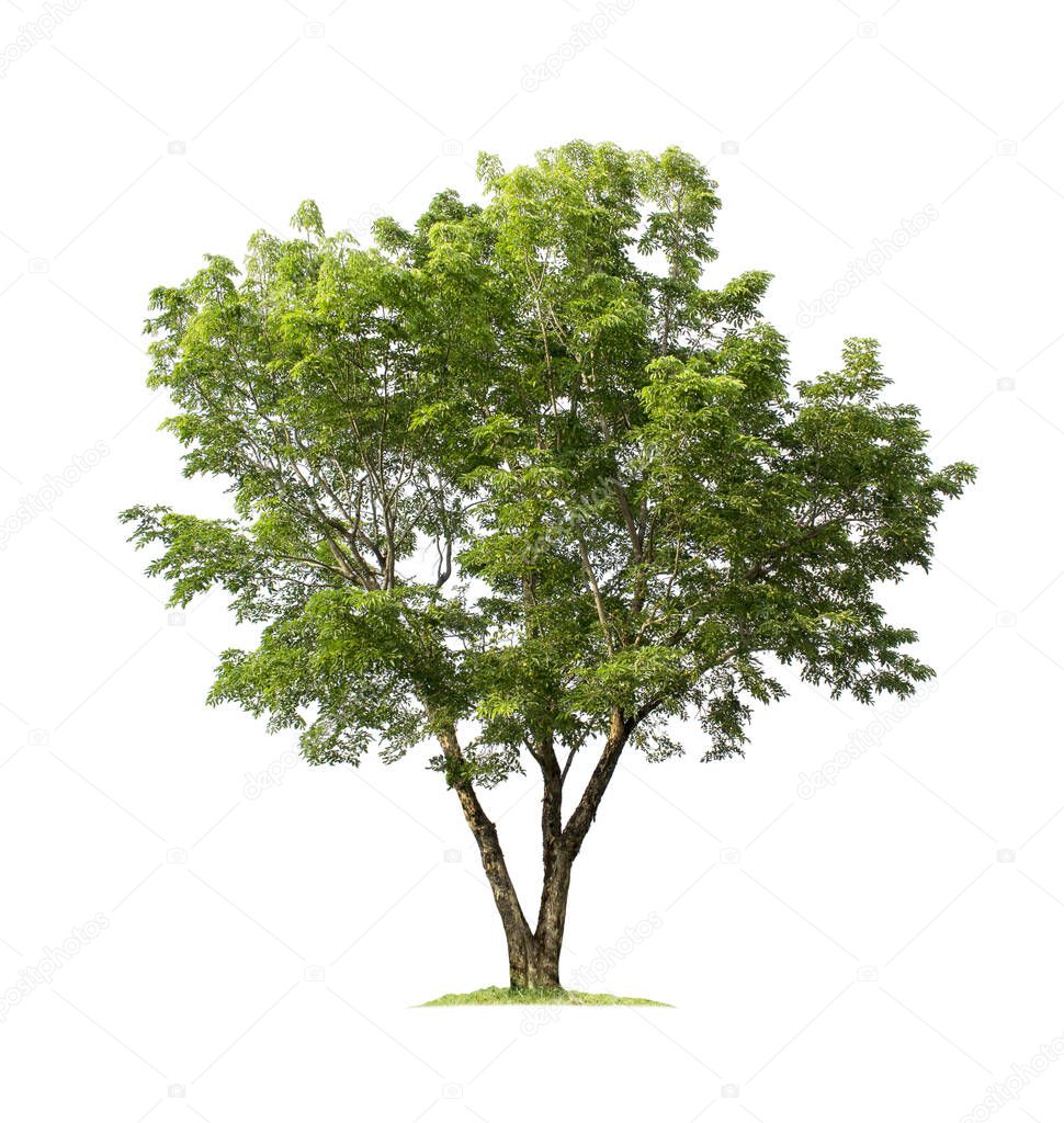 Tree isolated on white background with clipping paths for garden design. Burma Padauk or Pterocarpus indicus Willd, Tropical species found in Asia. Hardwood with a beautiful pattern