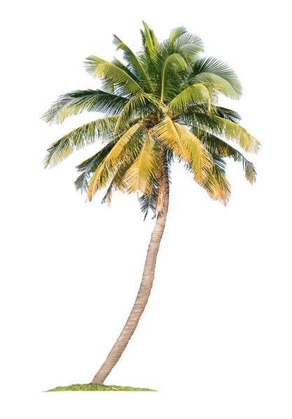 Кокосовая Пальма Изолированы Белом Фоне Обрезкой Пути Садового Дизайна Тропические — стоковое фото