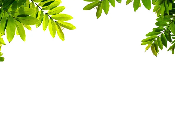Zöld Levelek Ágak Elszigetelt Fehér Háttérrel Természetes Sablonok Tavasszal Nyomtatáshoz — Stock Fotó