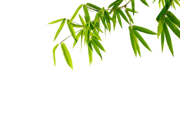 Close Bamboo Leaves Isolated White Background Clipping Paths Graphics Design — Stock Photo, Image