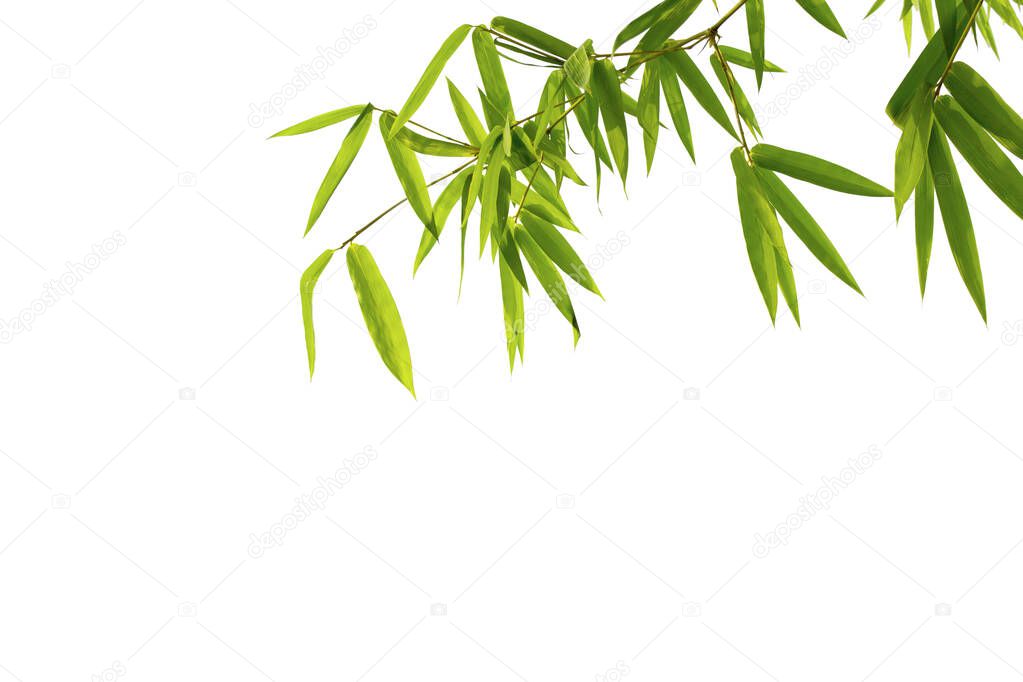 Close up bamboo leaves isolated on white background with clipping paths for graphics design or wallpaper. Green natural pattern in Asian style. Plants found in tropical forests.
