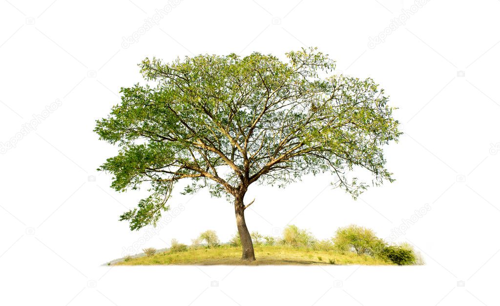 Tree isolated on white background with clipping paths for garden design. Rain Tree, East Indian Walnut or Monkey Pod. Tropical species found in Asia.
