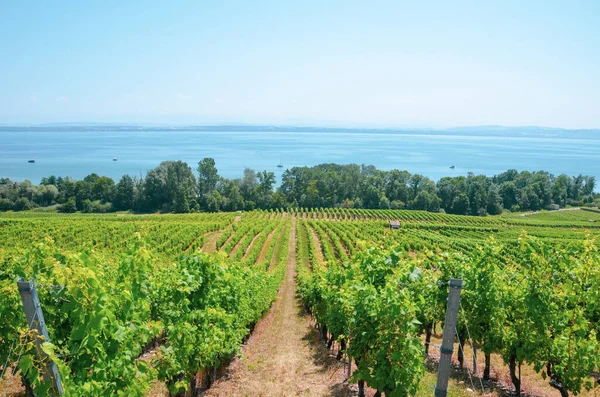 Rijen groene wijngaarden op de helling boven het Neuchatelmeer in Zwitserland. Gefotografeerd op een zonnige zomerdag. Zwitsers wijngebied. Wijnbouw in Zwitserland — Stockfoto