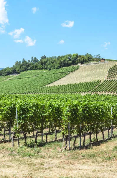 Fileiras de vinhas verdes na encosta perto do Lago Neuchatel, na Suíça. Fotografado em um dia ensolarado de verão. Região vinícola suíça. Vinificação na Suíça. Foto vertical — Fotografia de Stock