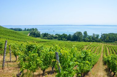 Green vineyard on the slope above Neuchatel Lake in Switzerland. Photographed on a sunny summer day. Swiss wine region. Viticulture in Switzerland clipart
