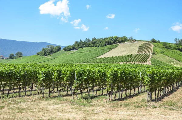 Ряди зелених виноградників на пагорбі поблизу озера Невшатель у Швейцарії. Фотографували в сонячний літній день. Швейцарський винний регіон. Виноградництво у Швейцарії — стокове фото