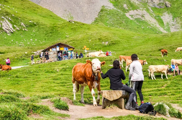 Grindelwald, Szwajcaria - 16 sierpnia 2019: Osoby dotykające i karmiące krowy na zielonych łąkach w Alpach Szwajcarskich. Bydło wokół alpejskich szlaków turystycznych jest atrakcją turystyczną — Zdjęcie stockowe