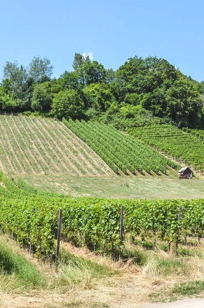 Ряди зелених виноградників на схилі, недалеко від озера Невшатель у Швейцарії. Фотографували в сонячний літній день. Швейцарський винний регіон. Перемога у Швейцарії. Vertical Photography — стокове фото